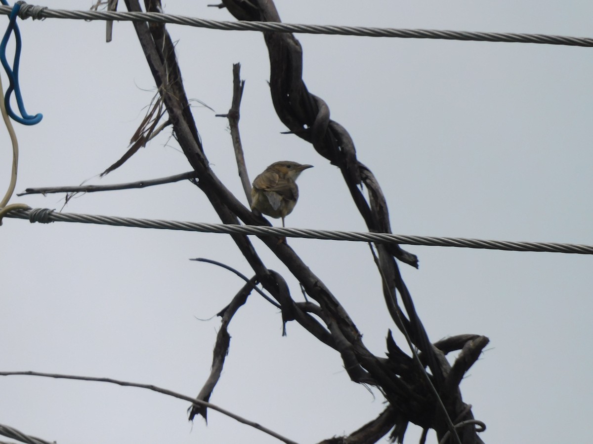 Common Babbler - ML641992559