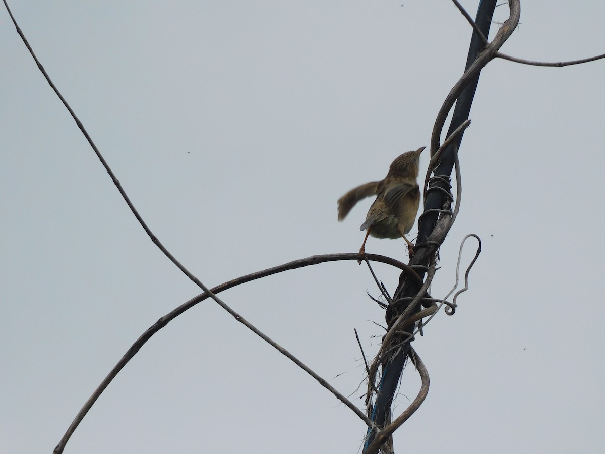 Common Babbler - ML641992560