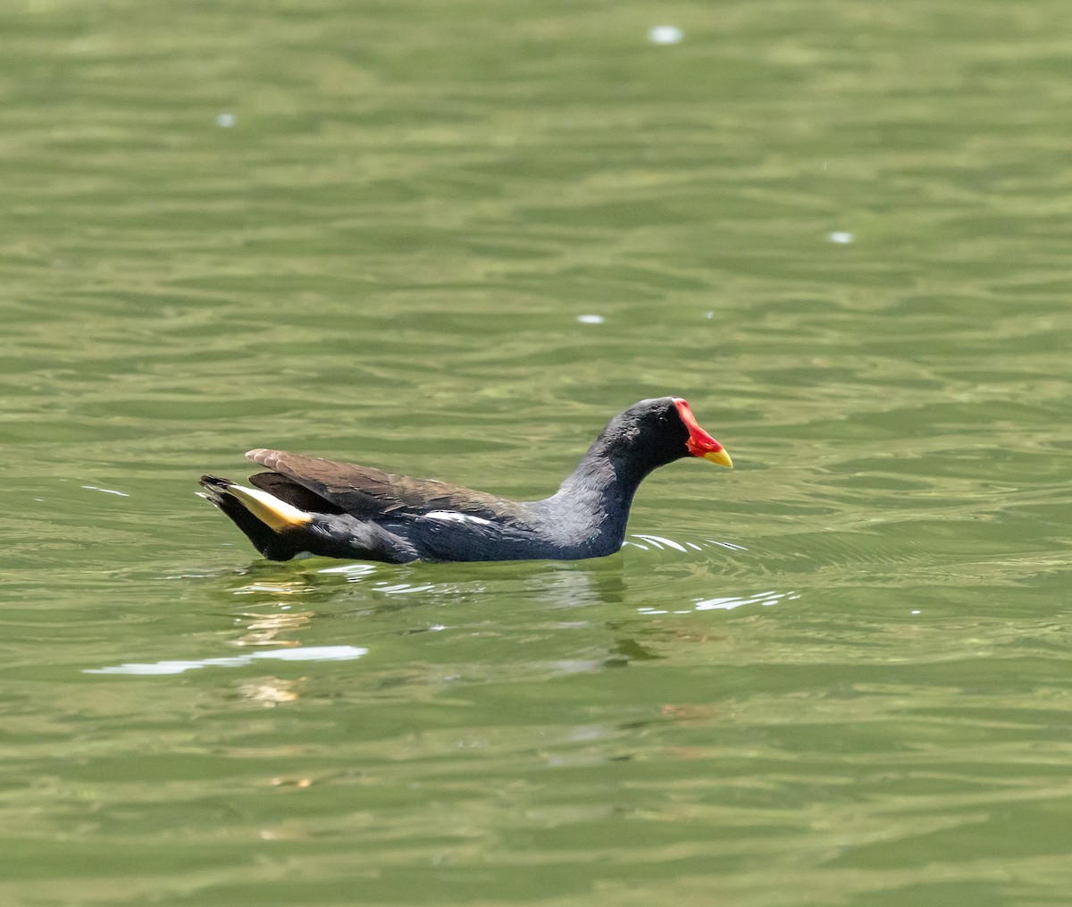 Teichhuhn - ML641992565