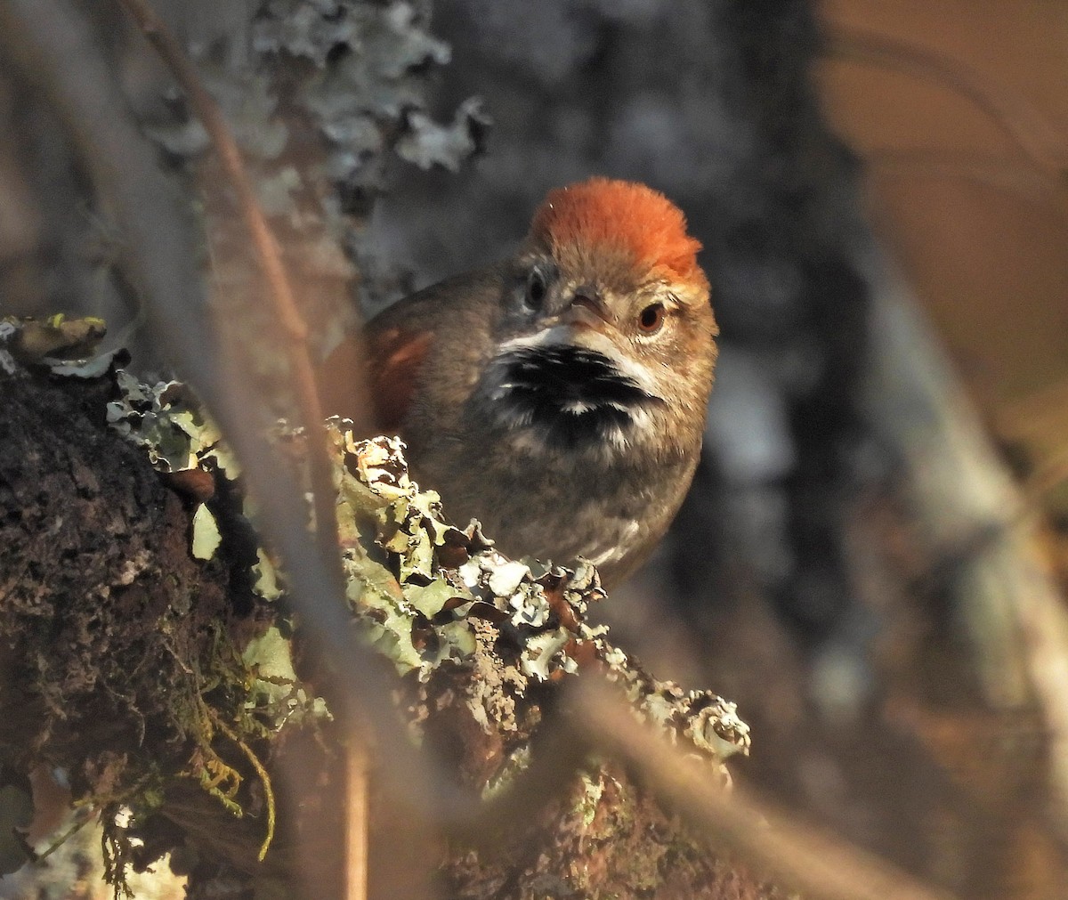 Azara's Spinetail - ML641992570