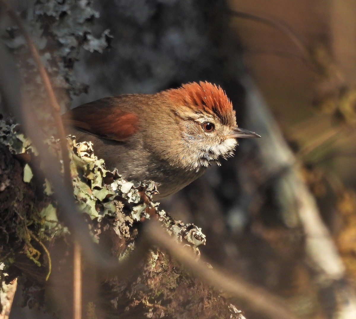 Azara's Spinetail - ML641992571