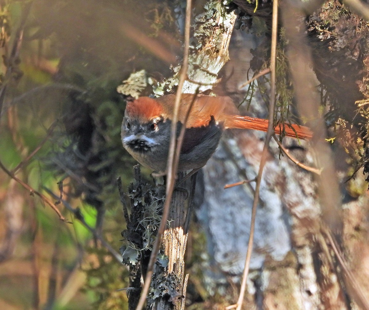 Azara's Spinetail - ML641992572