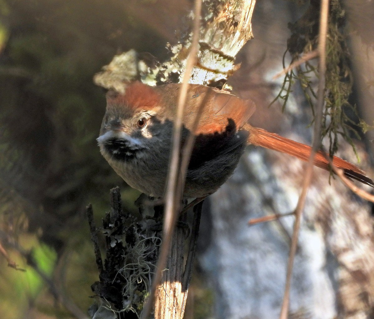 Azara's Spinetail - ML641992573