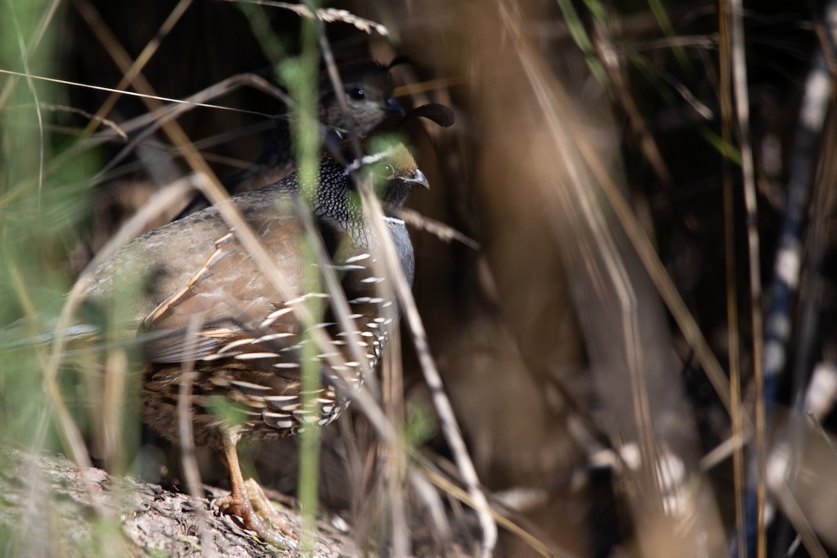California Quail - ML641992574