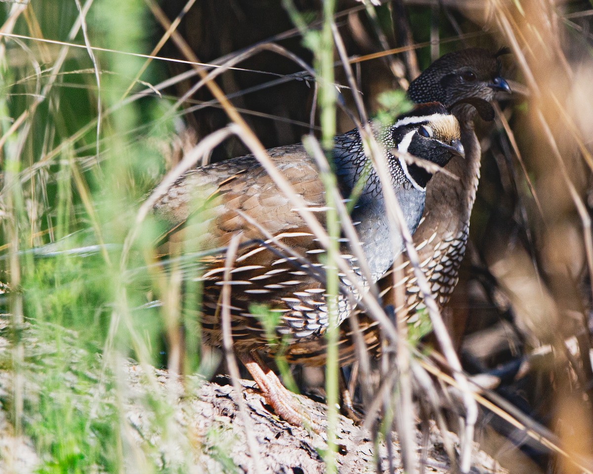 California Quail - ML641992575