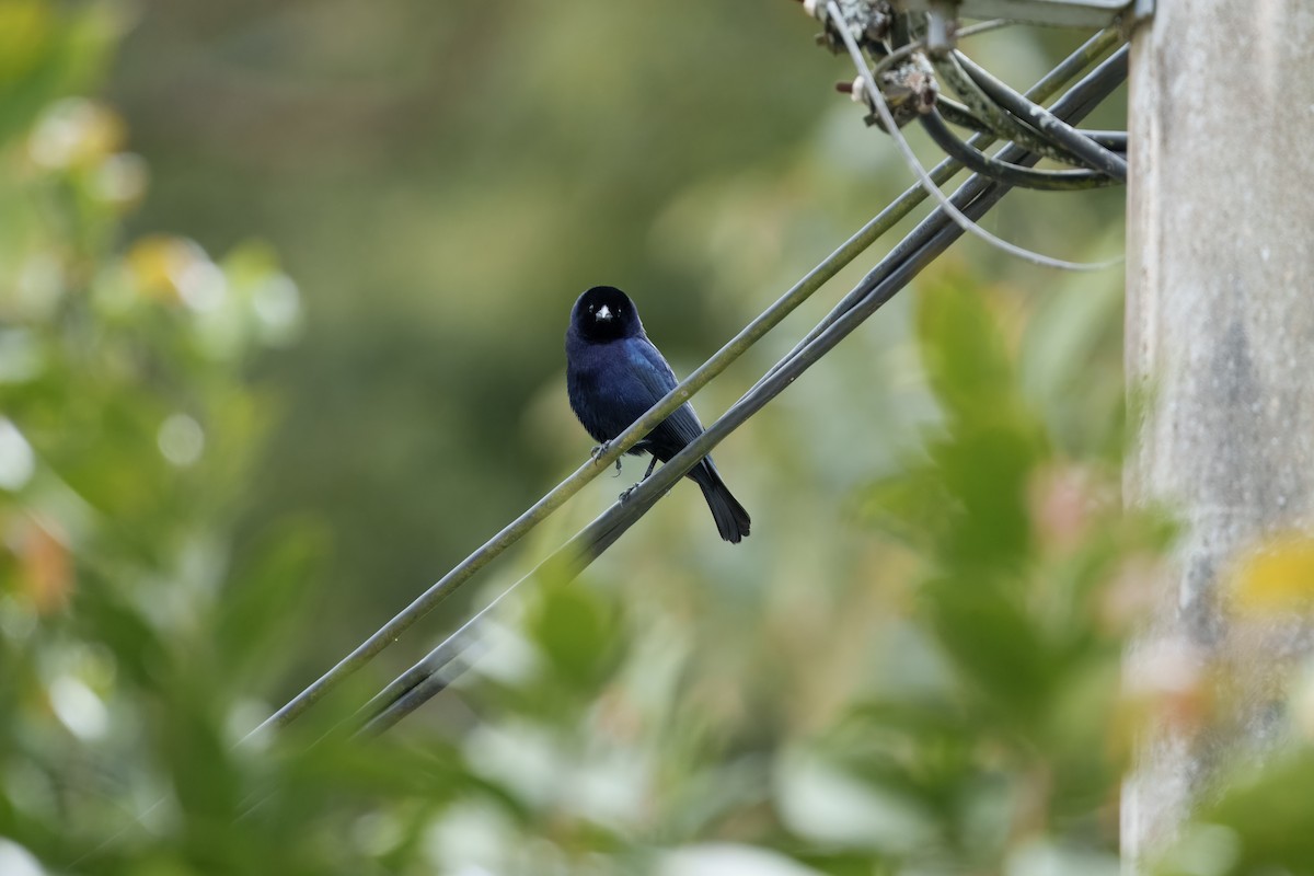 Shiny Cowbird - ML641992597