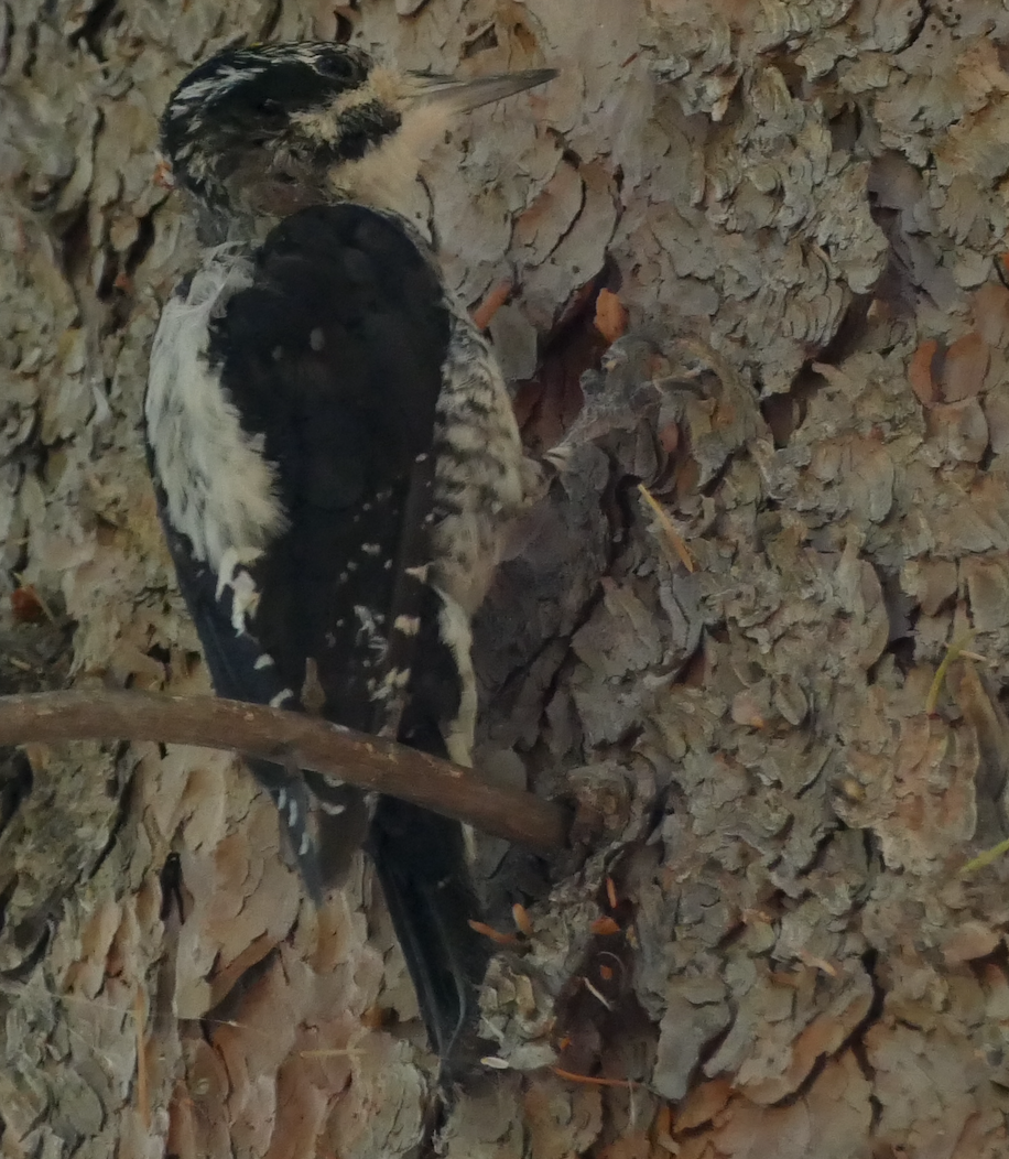 American Three-toed Woodpecker - ML641992599