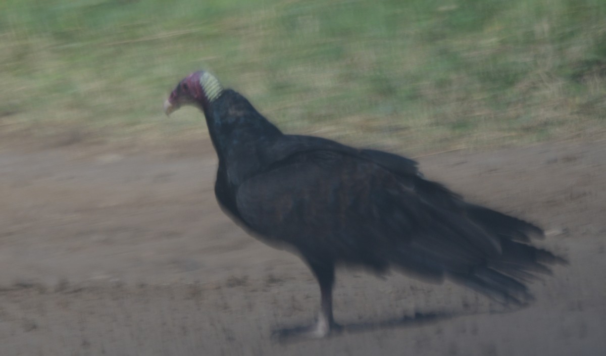 Urubu à tête rouge (ruficollis) - ML641992601