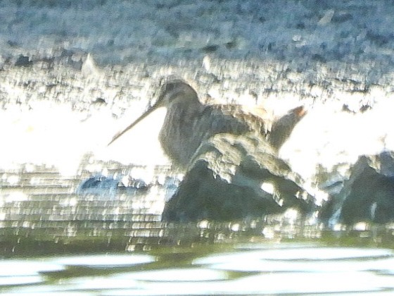 Wilson's Snipe - ML641992618