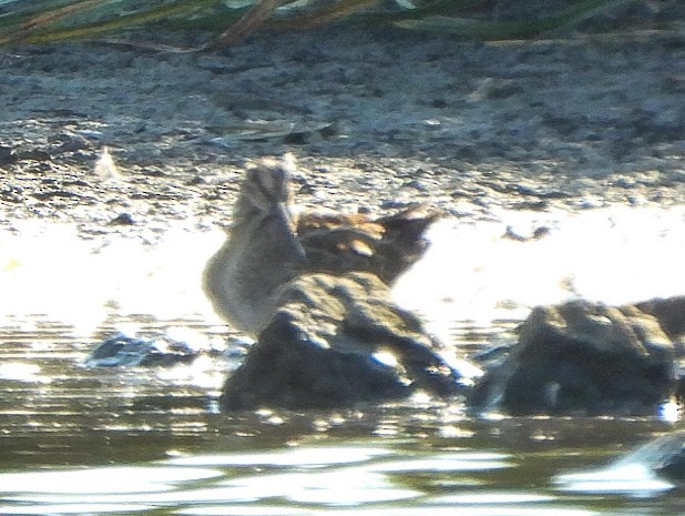 Wilson's Snipe - ML641992619