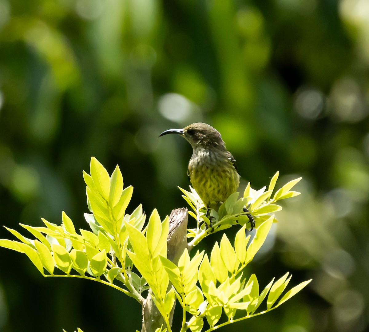 Anjouannektarvogel - ML641992623