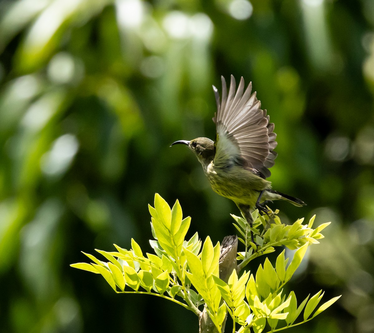 Anjouannektarvogel - ML641992624