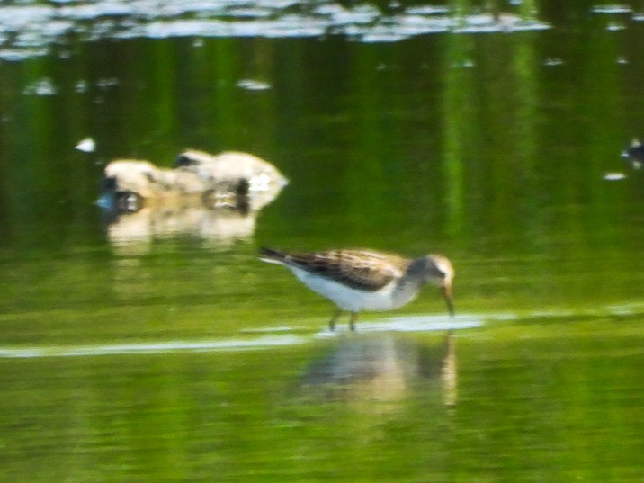 Bécasseau à poitrine cendrée - ML641992651