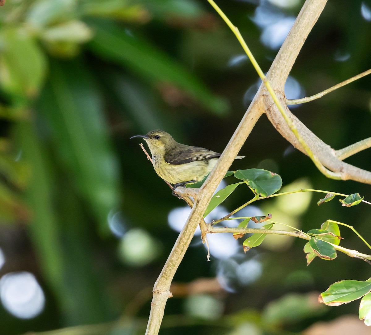 Anjouannektarvogel - ML641992662