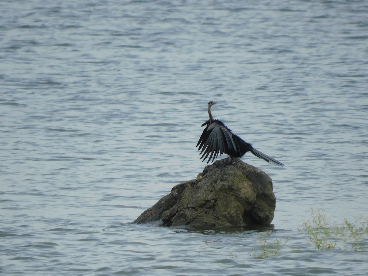 Oriental Darter - ML641992673