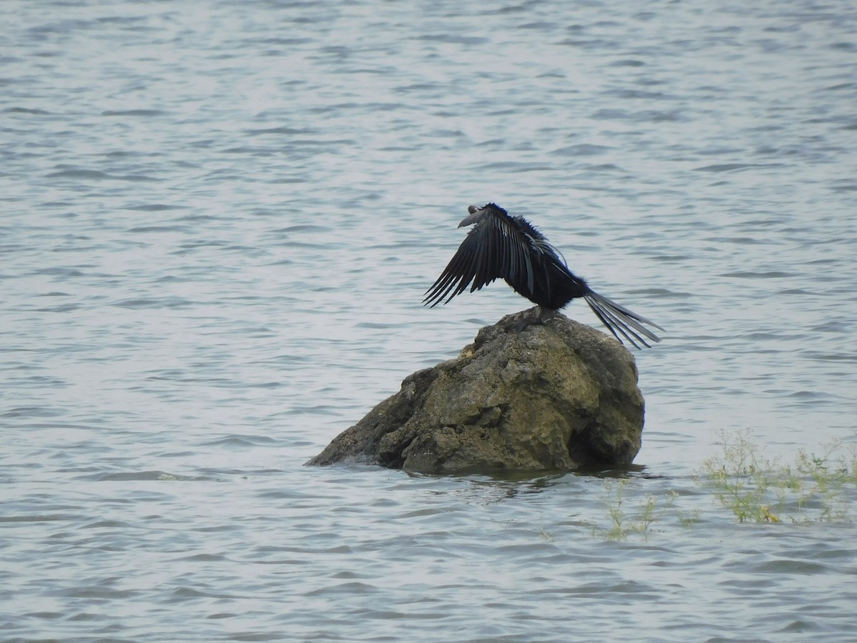 Oriental Darter - ML641992674