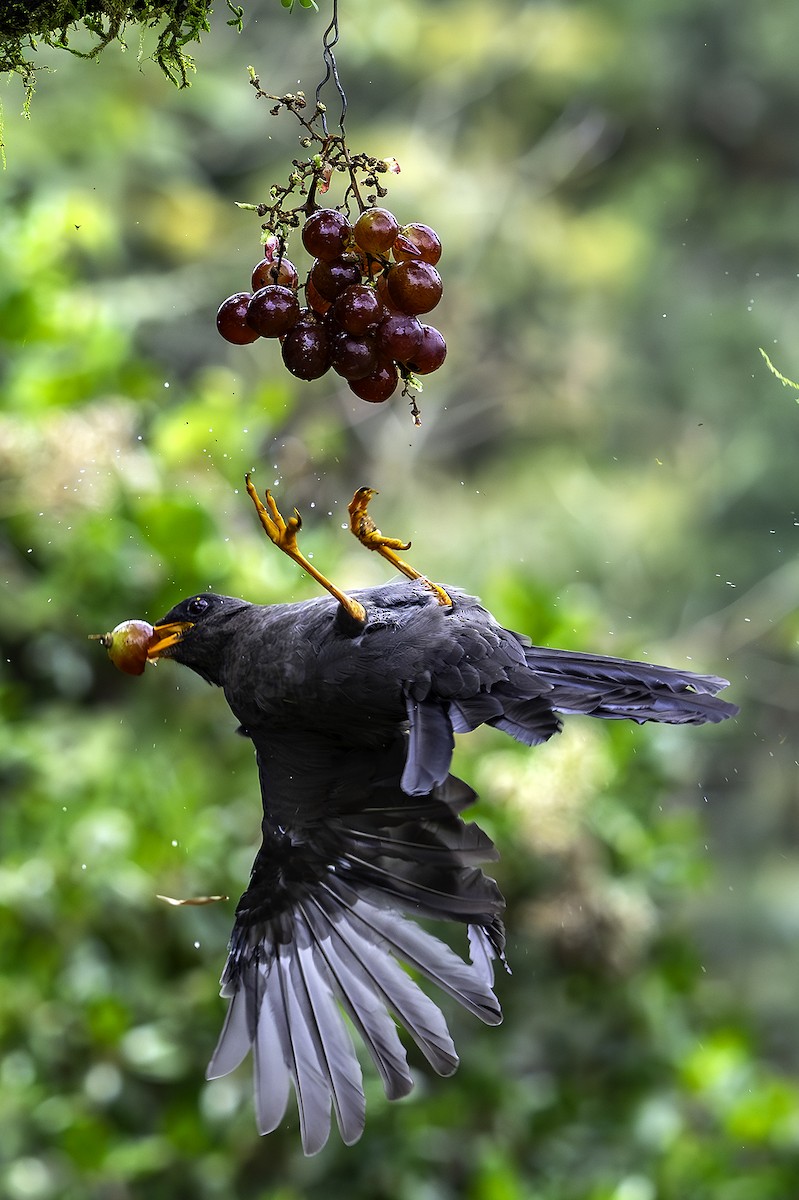 Great Thrush - ML641992682