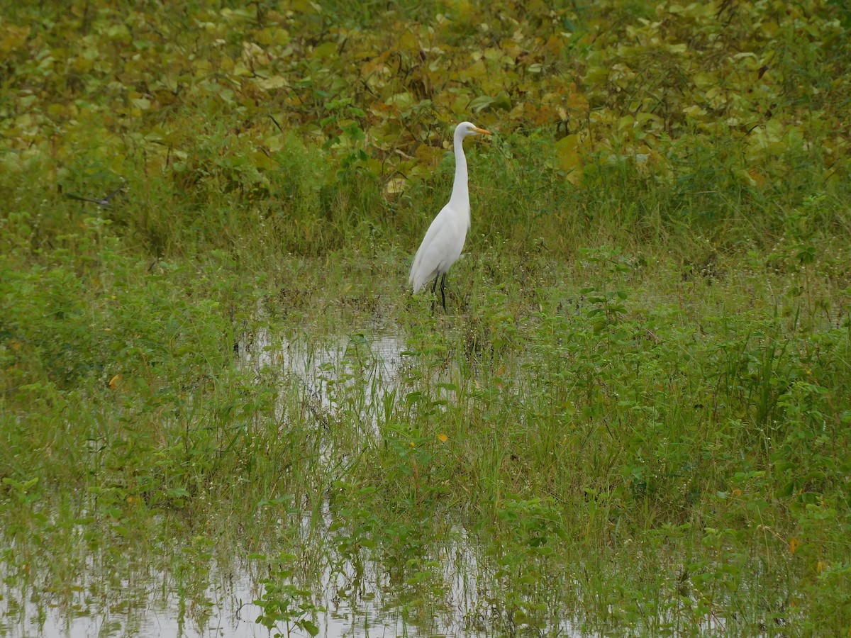 Eastern Cattle-Egret - ML641992688