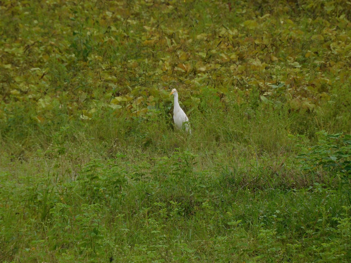 Eastern Cattle-Egret - ML641992689