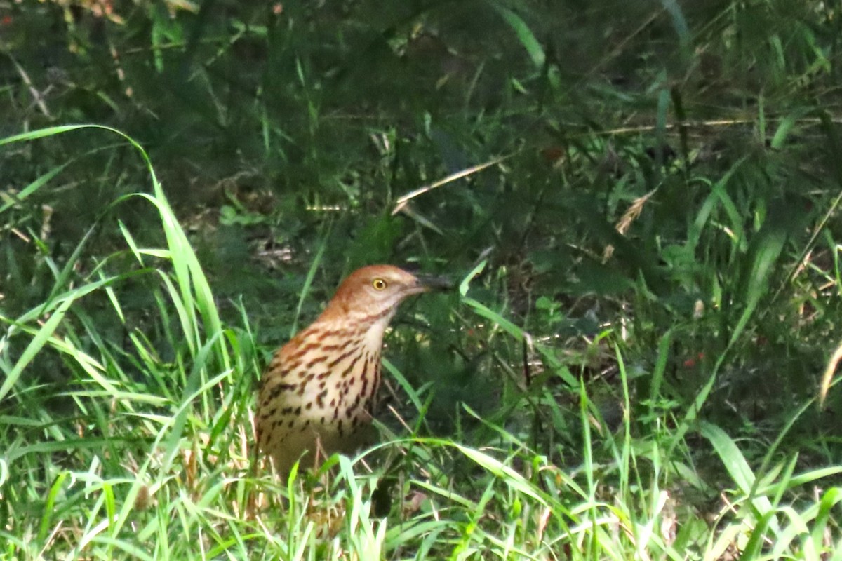 brunspottefugl - ML641992692