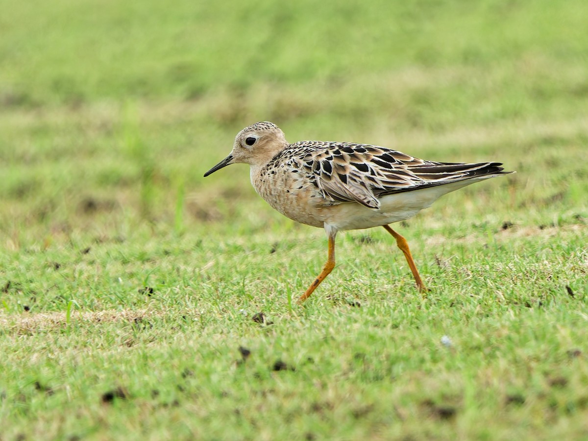 Buff-breasted Sandpiper - ML641992700