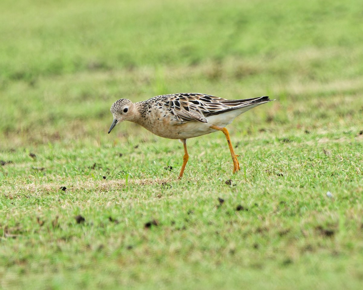 Buff-breasted Sandpiper - ML641992701