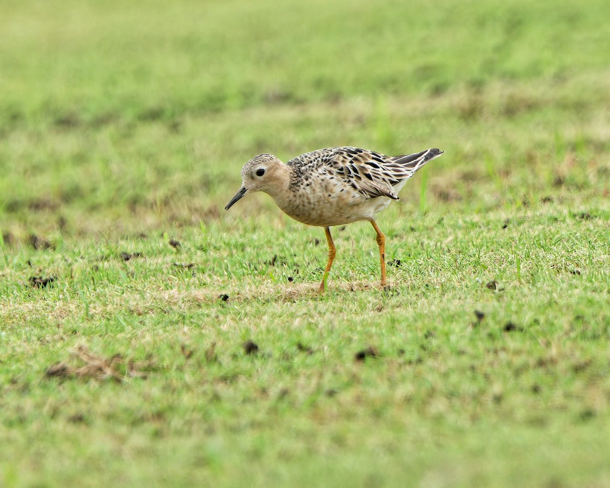 Buff-breasted Sandpiper - ML641992702