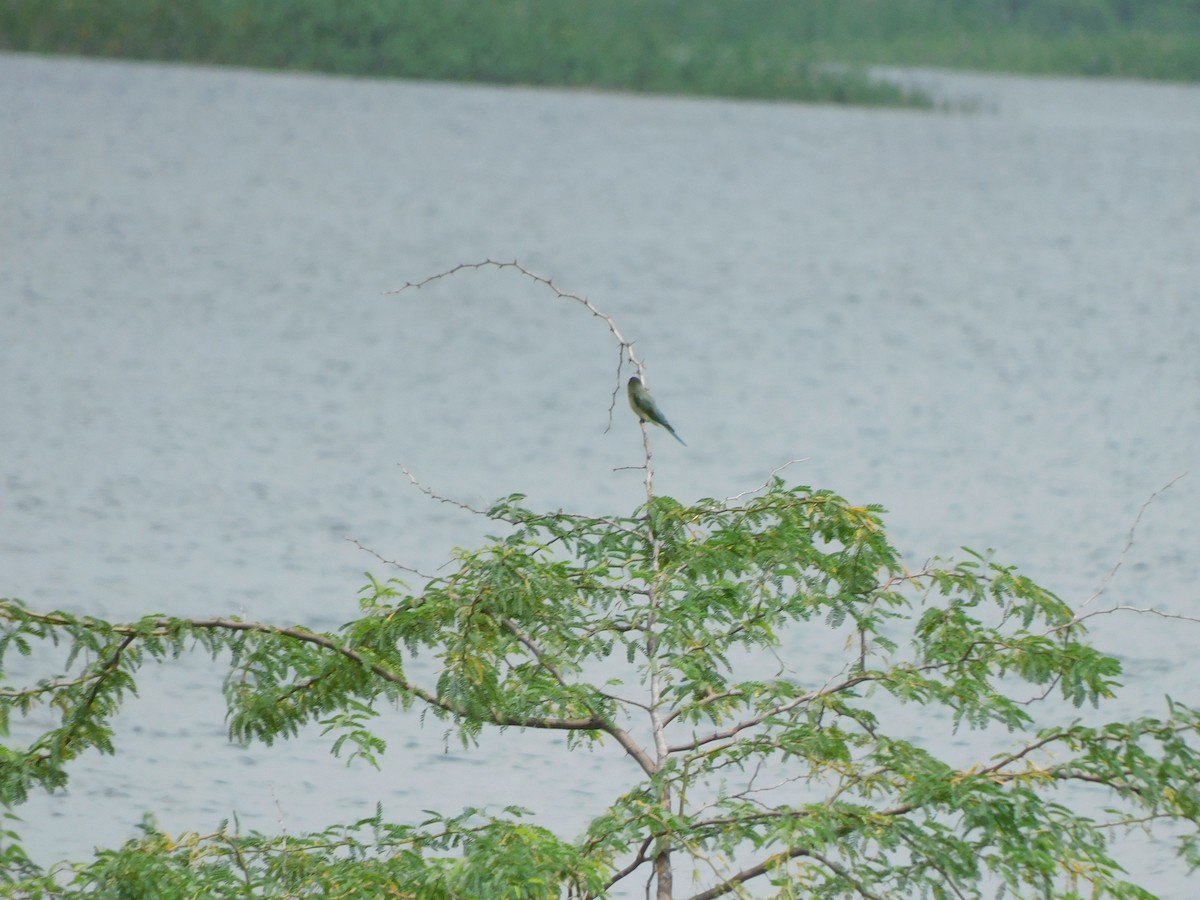 Blue-tailed Bee-eater - ML641992707