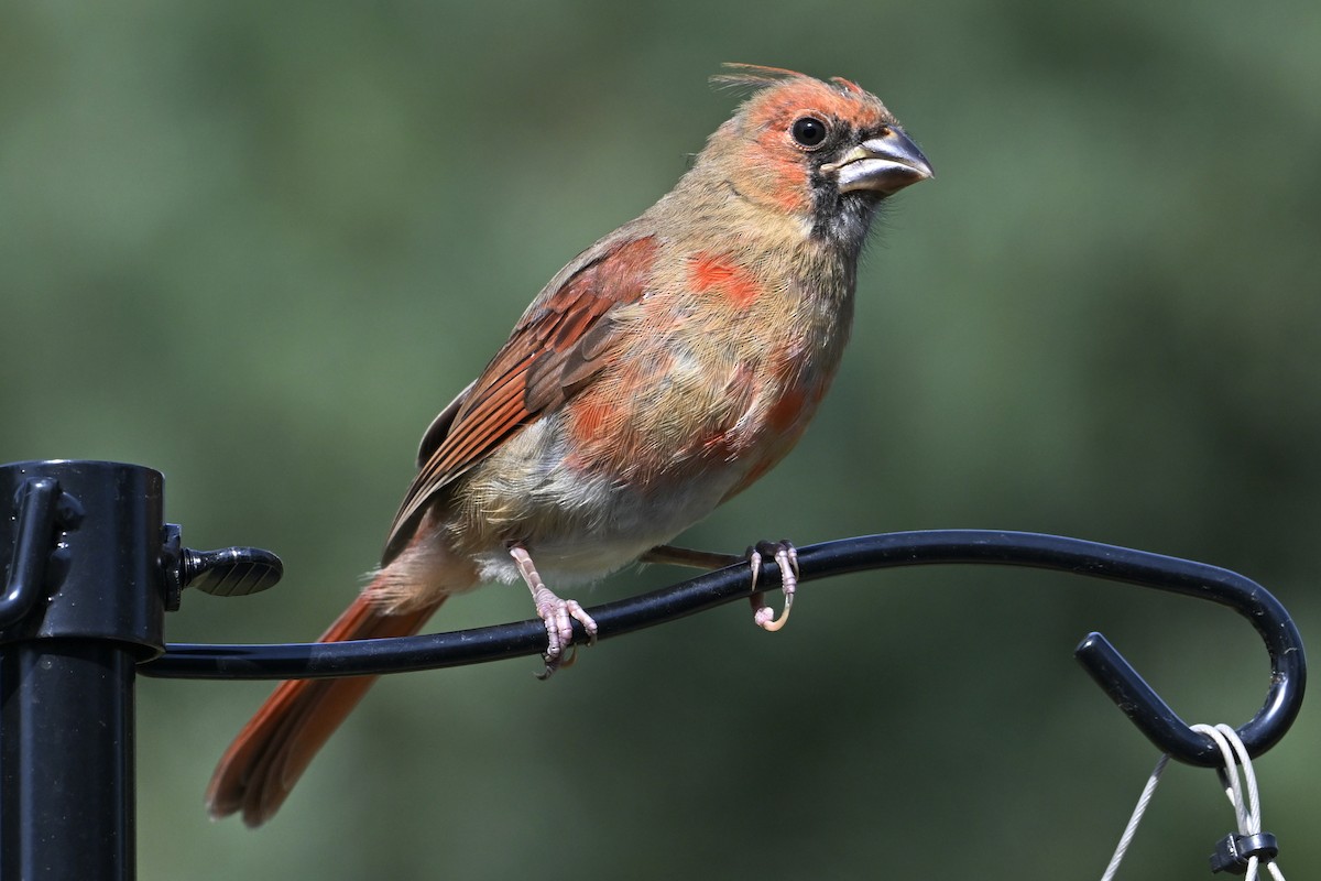Northern Cardinal - ML641992714
