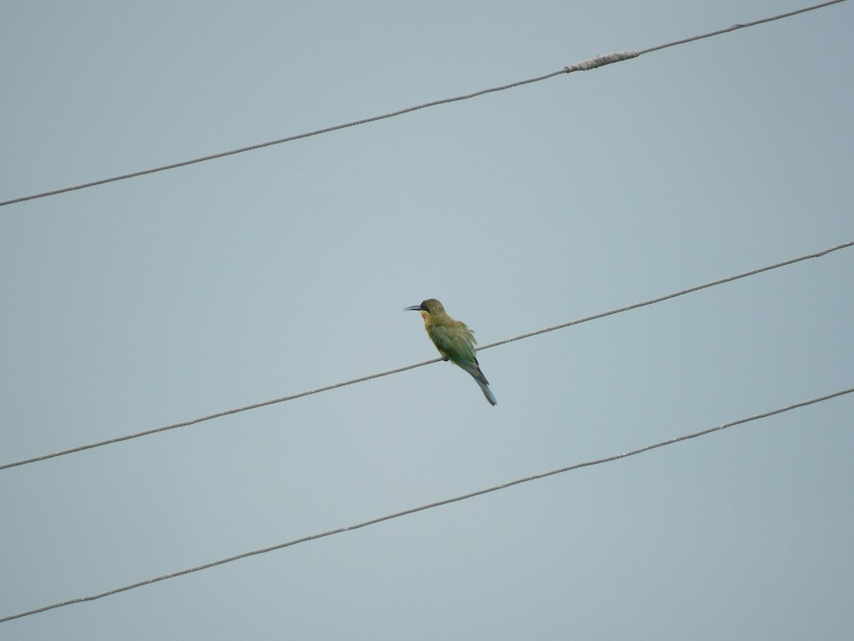 Blue-tailed Bee-eater - ML641992715