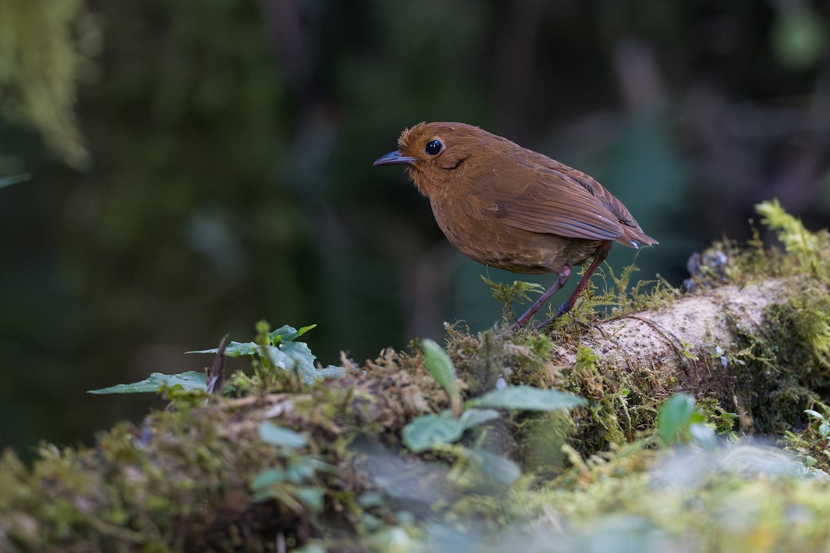 ekvatorialmaurpitta - ML641992718