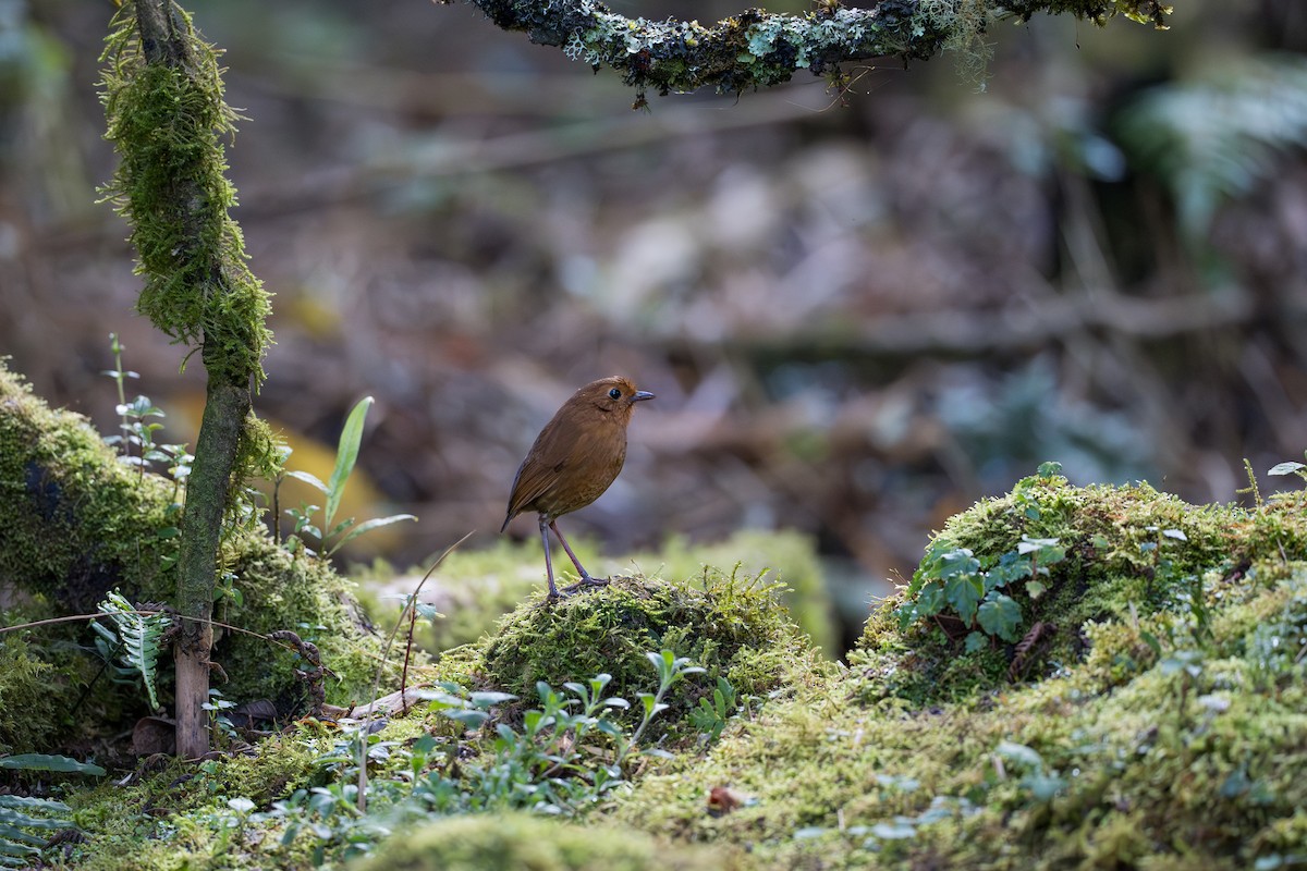ekvatorialmaurpitta - ML641992720