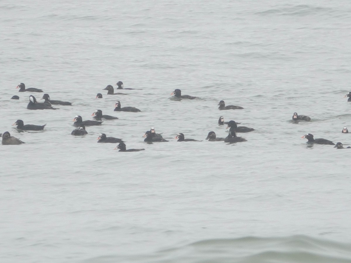 Surf Scoter - ML641992721