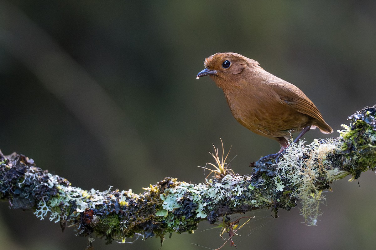 ekvatorialmaurpitta - ML641992740