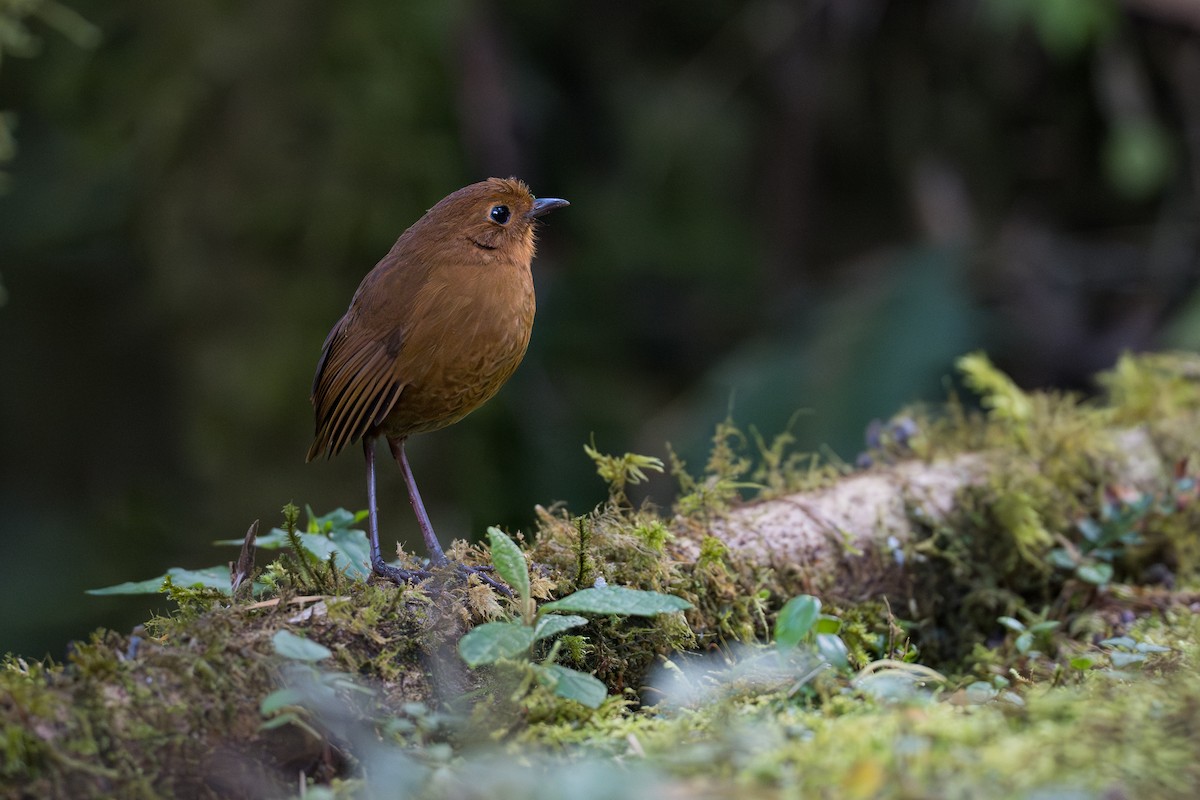 ekvatorialmaurpitta - ML641992741