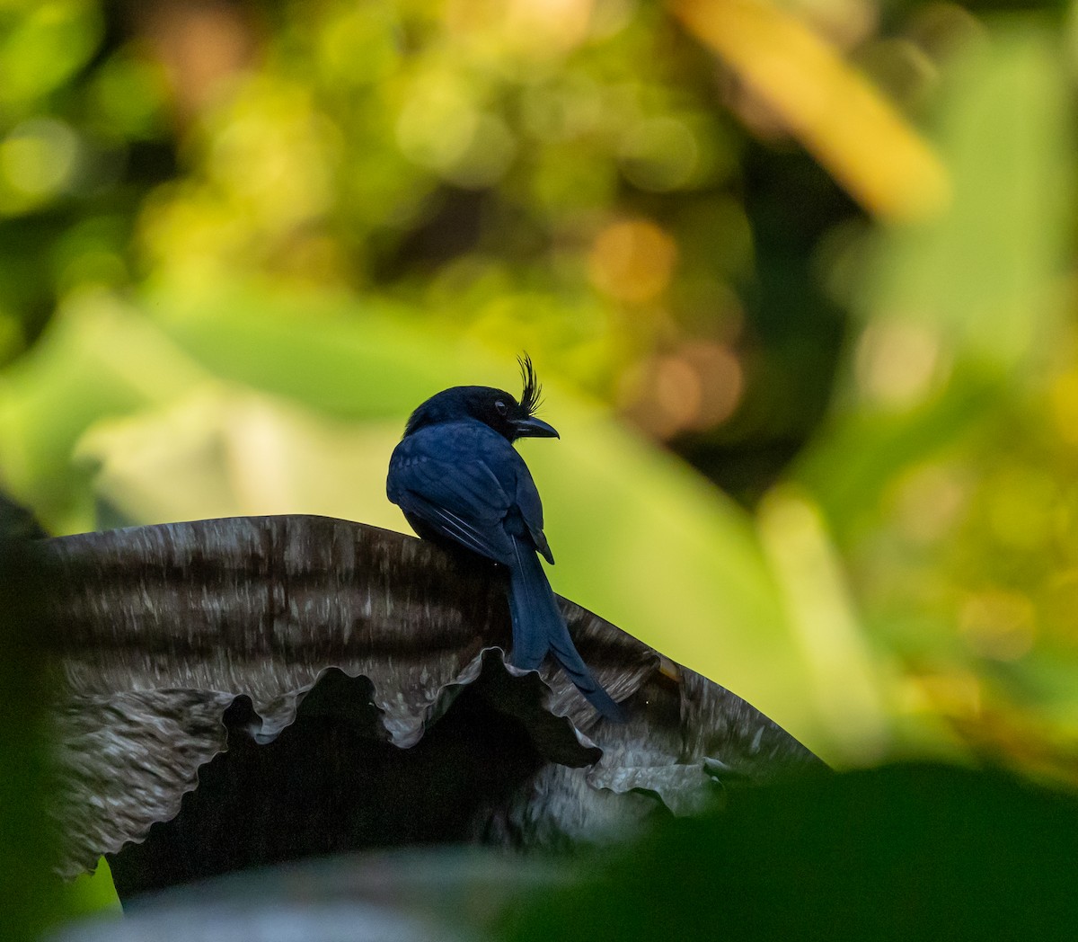 børstedrongo - ML641992752