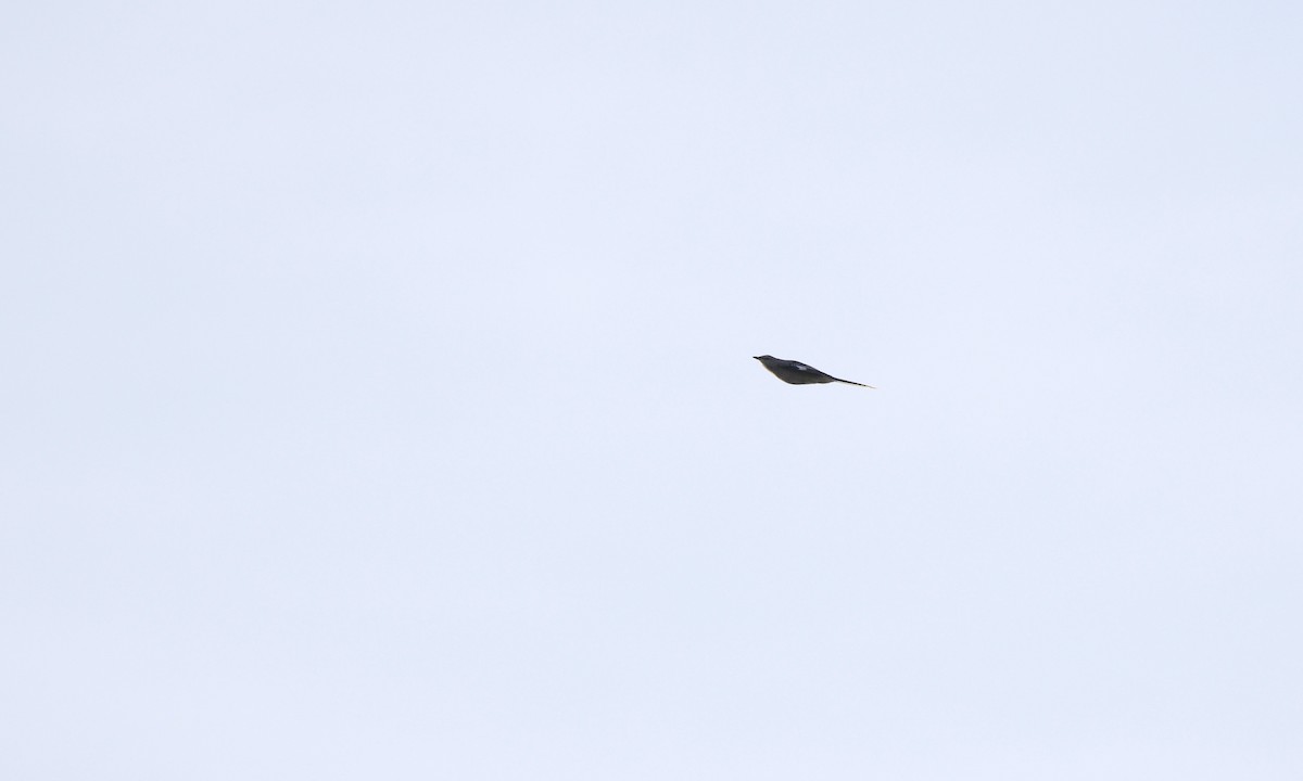 Northern Mockingbird - ML641992755