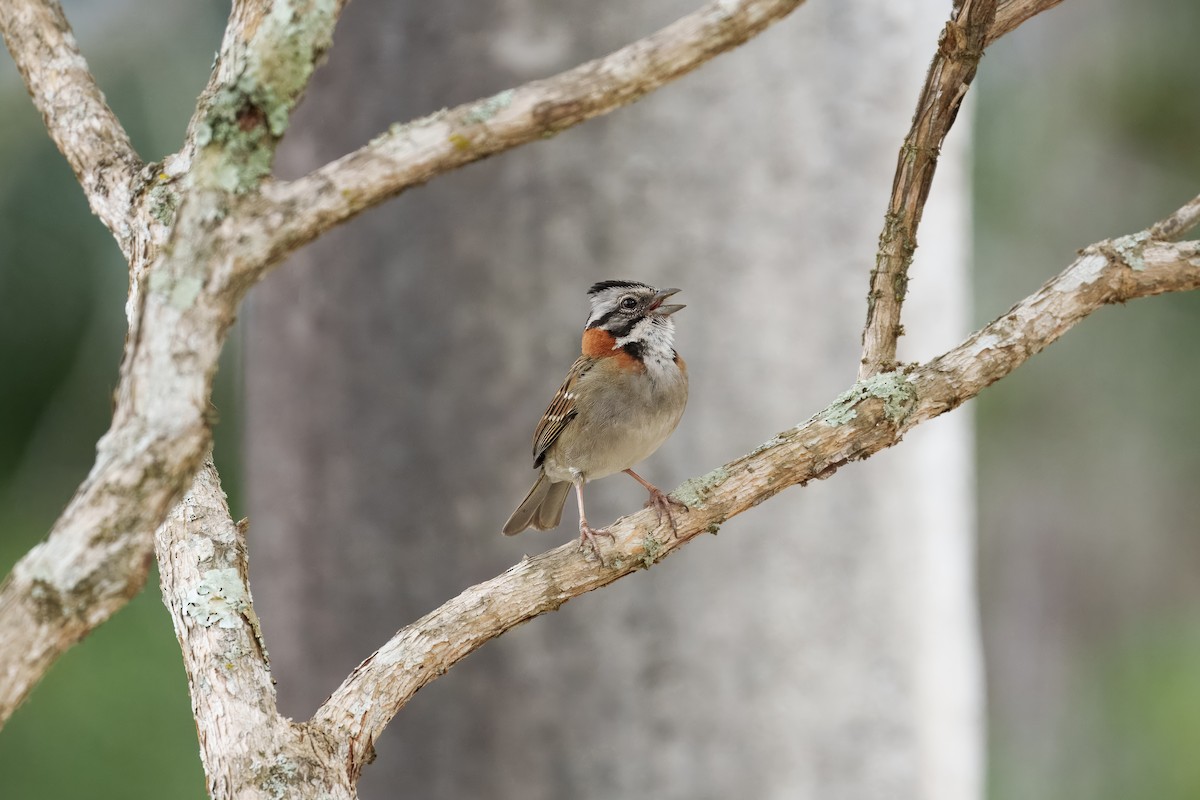 Rufous-collared Sparrow - ML641992757