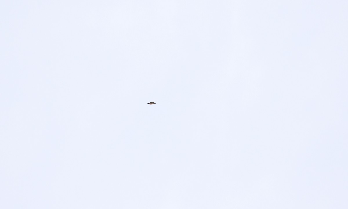 Dickcissel - ML641992774