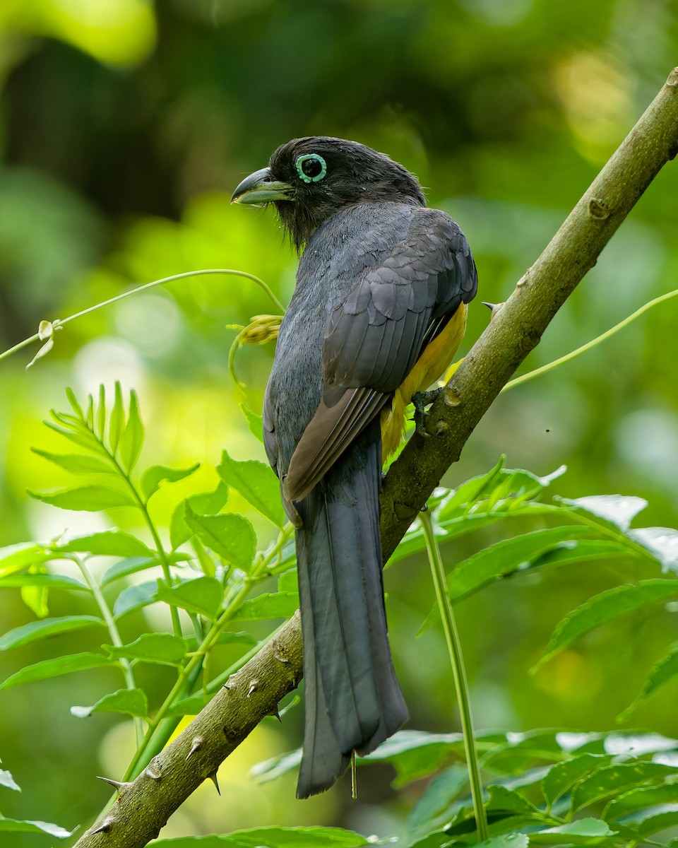 Black-headed Trogon - ML641992778