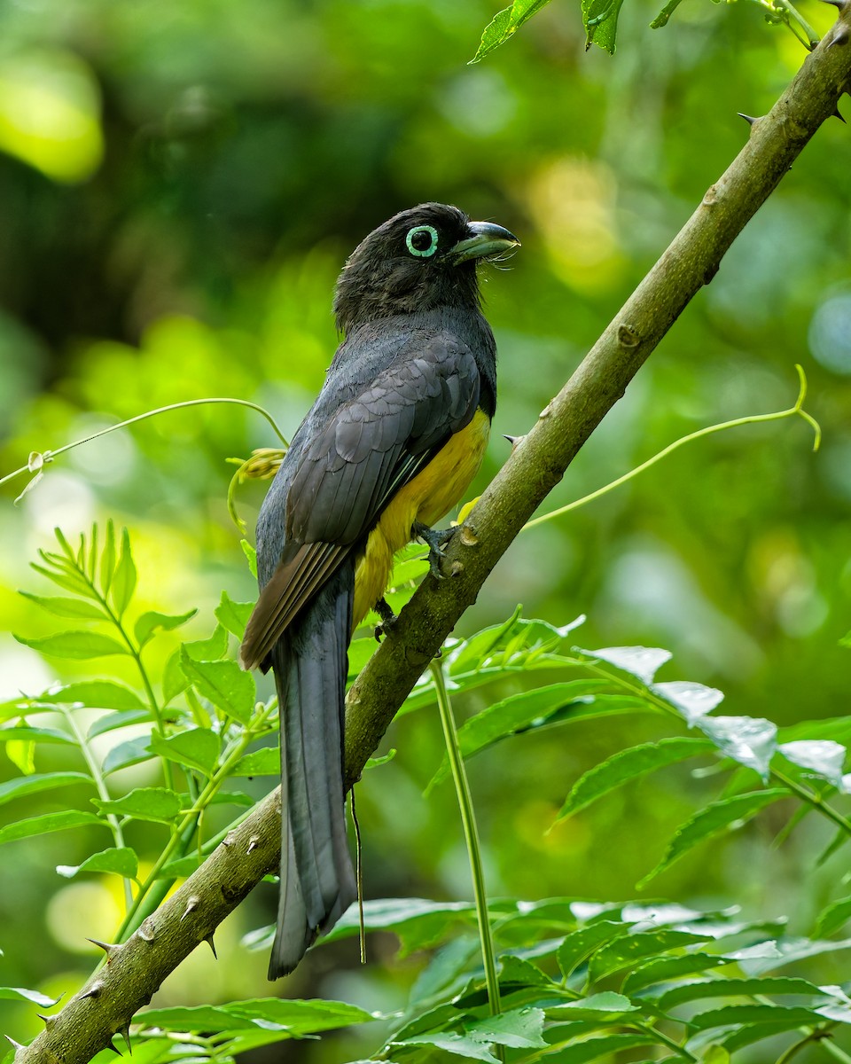 Black-headed Trogon - ML641992779