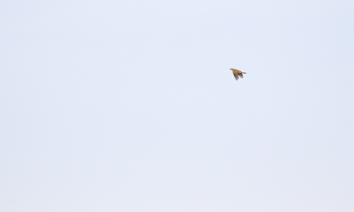 Summer Tanager - ML641992787