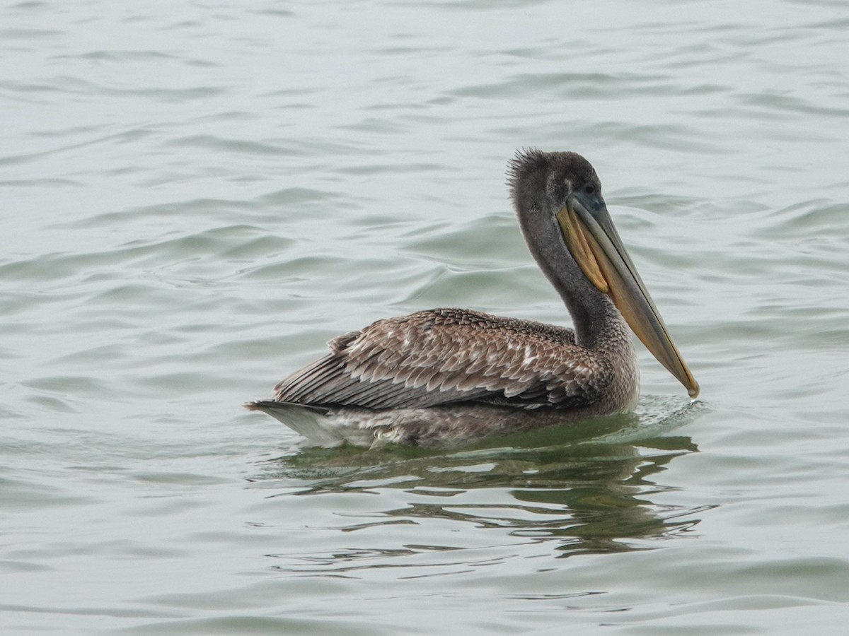 Brown Pelican - ML641992792