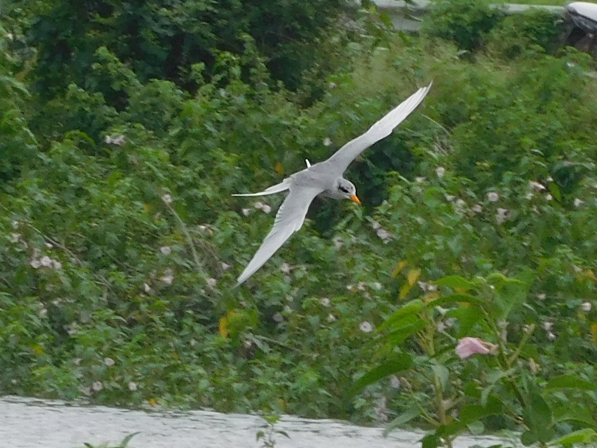 River Tern - ML641992818