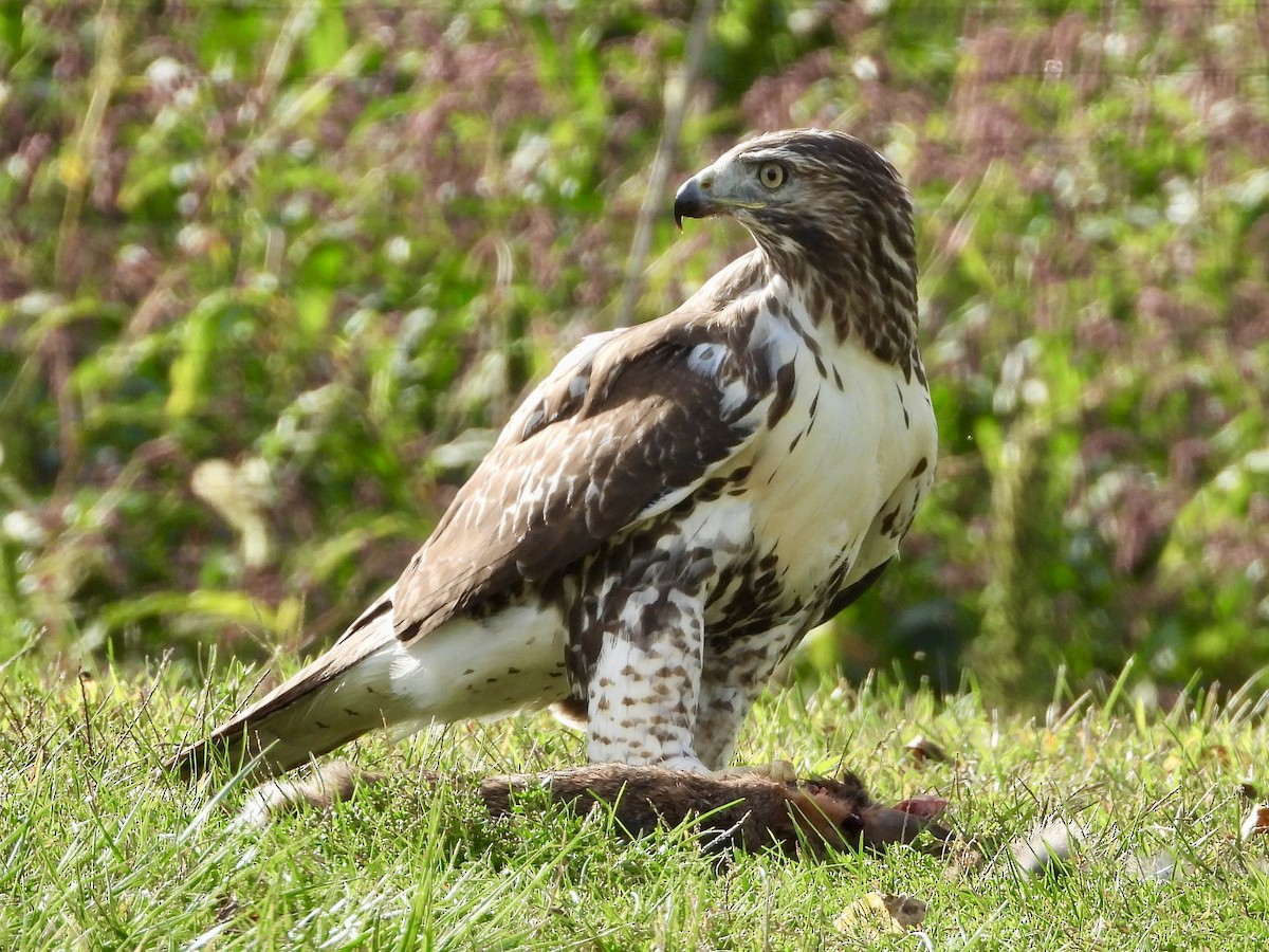 Rotschwanzbussard - ML641992819