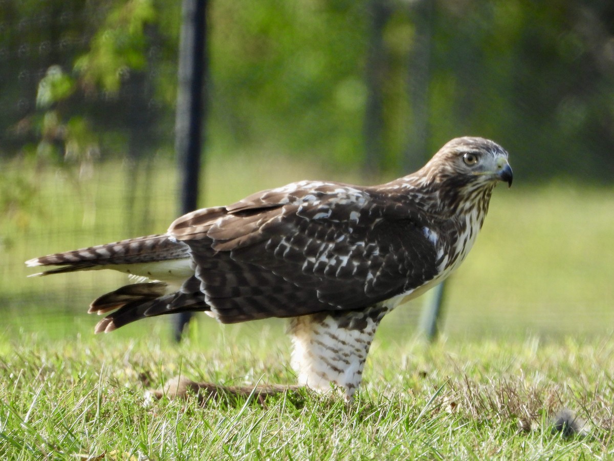 Rotschwanzbussard - ML641992820