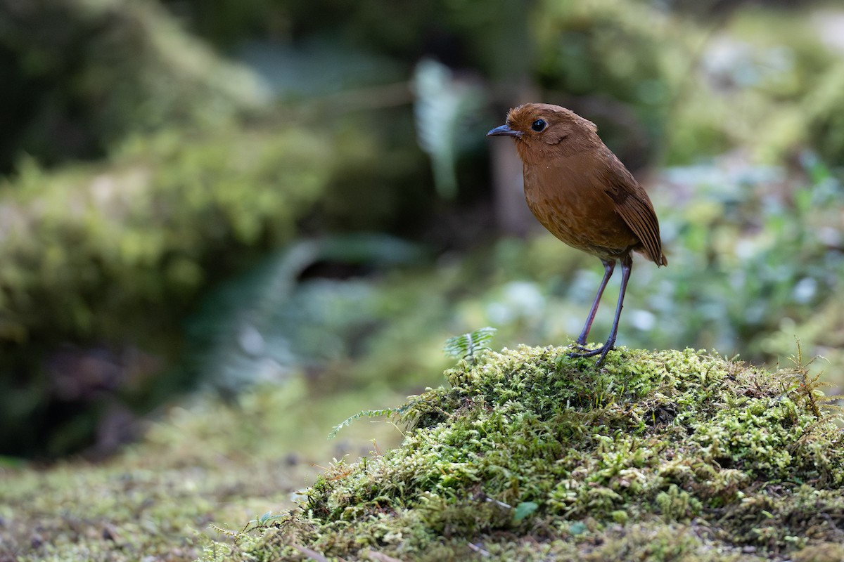 Equatorial Antpitta - ML641992828
