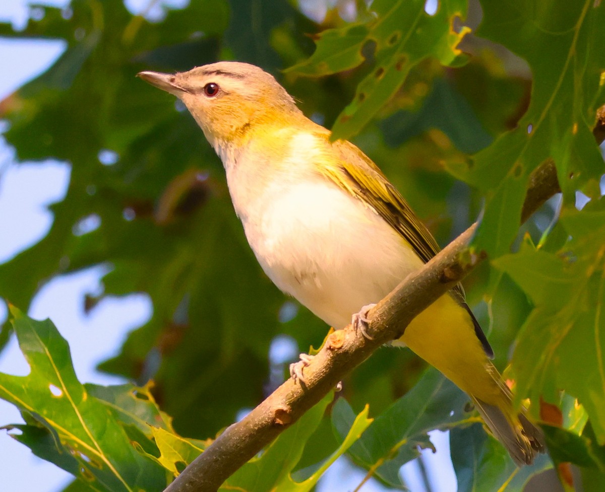 Red-eyed Vireo - ML641992829