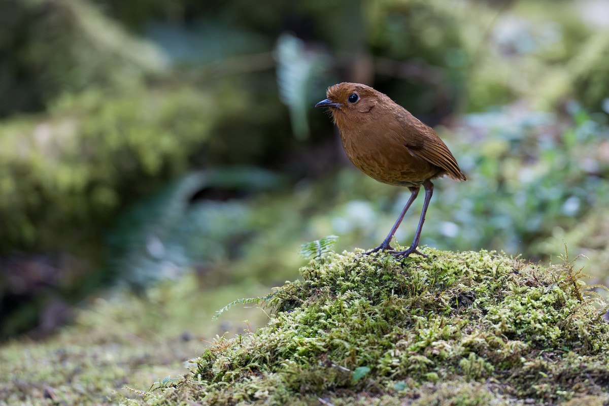 Equatorial Antpitta - ML641992830