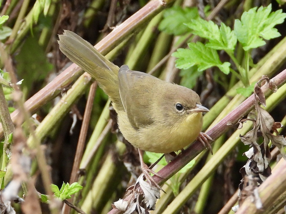 Common Yellowthroat - ML641992839